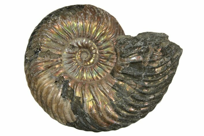 Iridescent, Pyritized Ammonite (Quenstedticeras) Fossil - Russia #337306